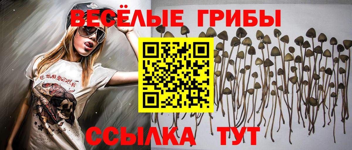 Псилоцибиновые грибы Psilocybe  Вход с VPN  Магадан 